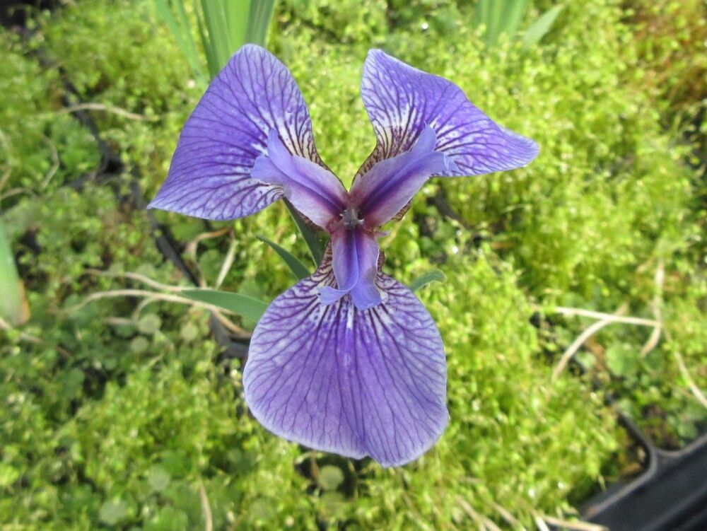 Iris setosa dwarf form - 9cm pot