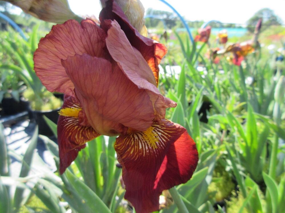 Iris Action Front (Tall Bearded) - 3 litre pot
