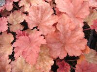 Heuchera Peachberry Ice - 9cm pot