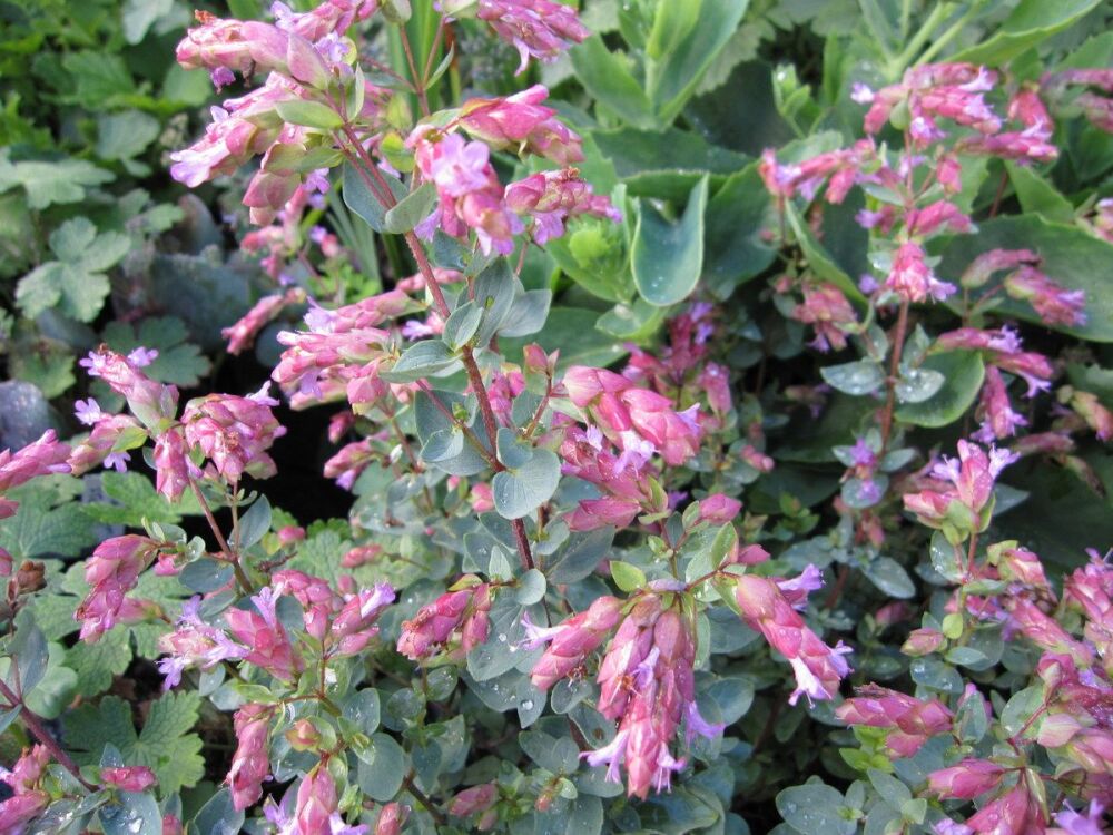 Origanum Bristol Cross - 9cm pot