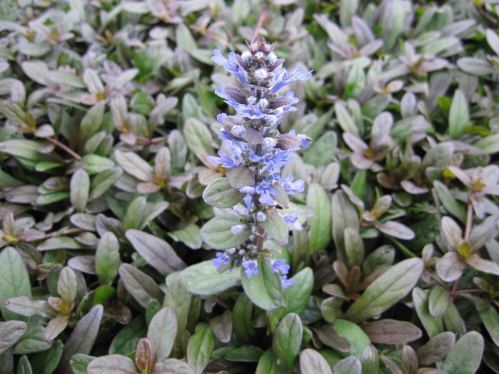 Ajuga tenorei Valfredda (Chocolate Chip) - 9cm pot