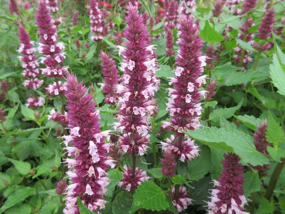 Agastache rugosa Beelicious Pink - 2 litre pot