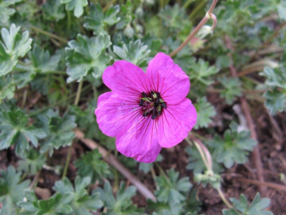 Geranium subcaulescens - 9cm pot