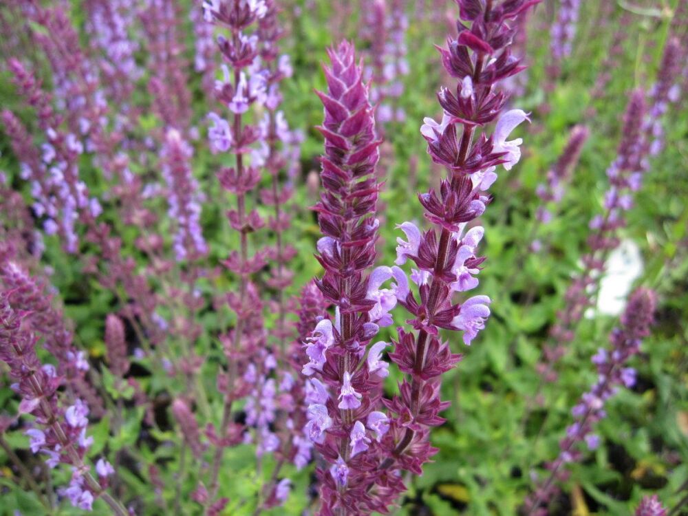 Salvia nemorosa Amethyst - 9cm pot