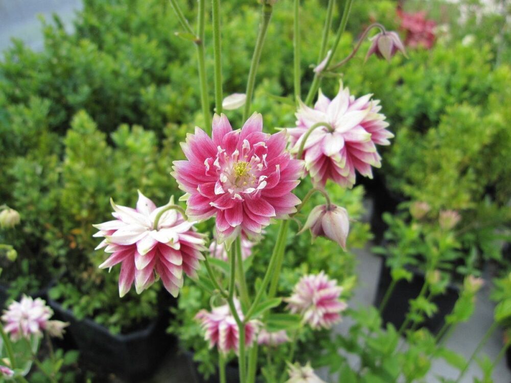 Aquilegia vulgaris var. stellata Nora Barlow - 2 litre pot