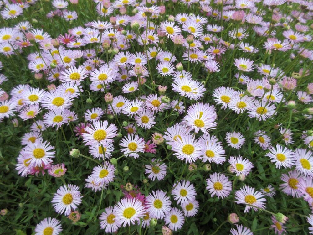 Erigeron karvinskianus Lavender Lady - 9cm pot