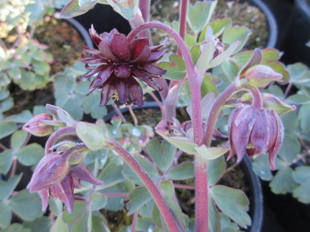 Aquilegia vulgaris var. stellata Black Barlow - 2 litre pot