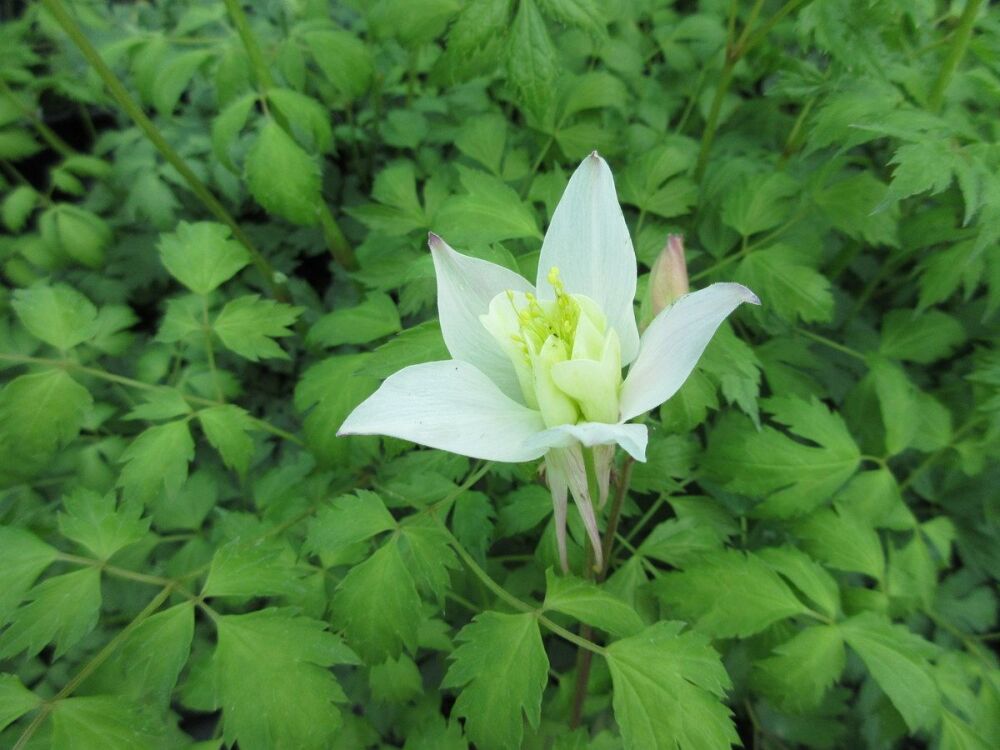 Aquilegia White Star (Star Series) - 9cm pot