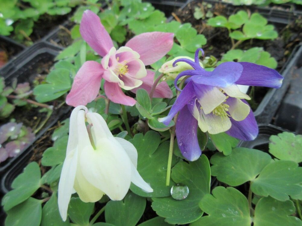 Aquilegia flabellata Cameo Mix - 9cm pot