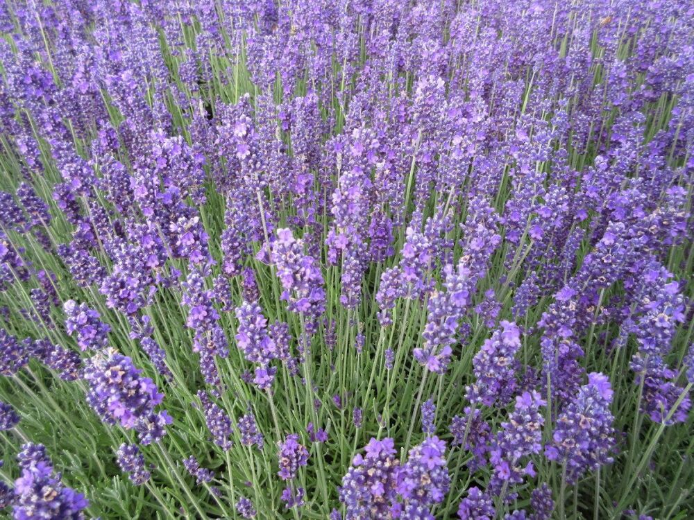 Lavandula angustifolia Hidcote - 1 litre pot