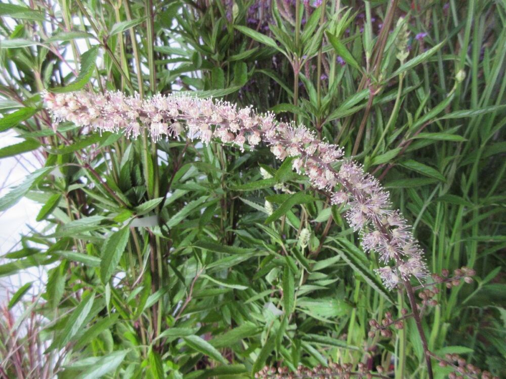 Actaea Queen of Sheba - 9cm pot