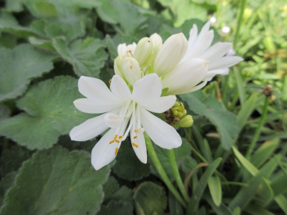 Agapanthus Double Diamond - 9cm pot