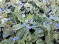 Brunnera macrophylla Alexander's Great - 2 litre pot