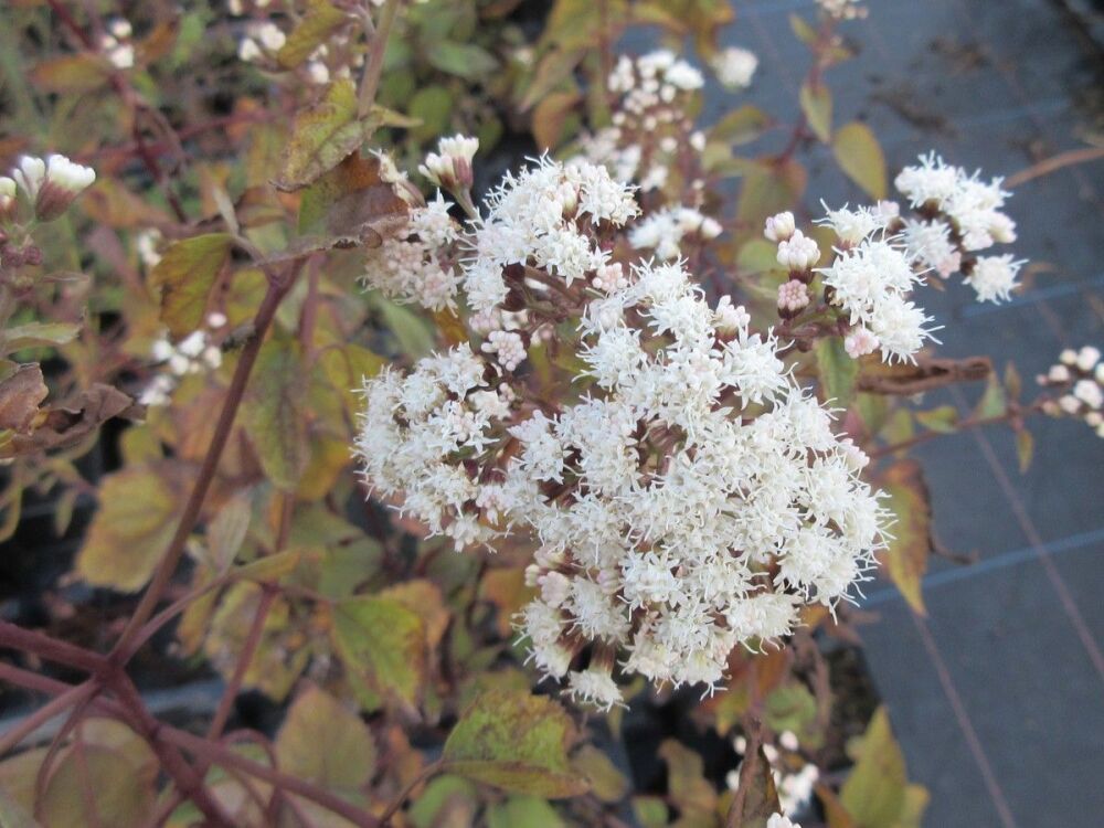 Ageratina (Eupatorium) altissima Chocolate - 9cm pot