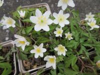 Anemone nemorosa - 9cm pot