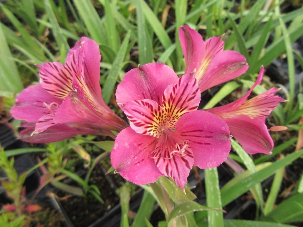 Alstroemeria Mauve Majesty - 9cm pot