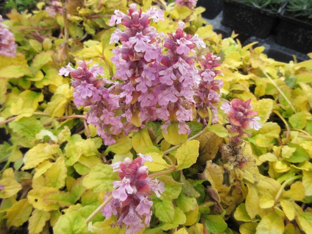 Ajuga reptans Gold Chang - 9cm pot