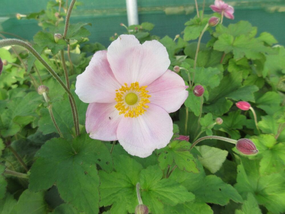 Anemone x hybrida September Charm - 9cm pot