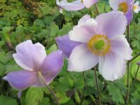 Anemone Regal Swan - 9cm pot
