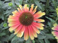 Echinacea Kismet Pink Lemonade - 2 litre pot