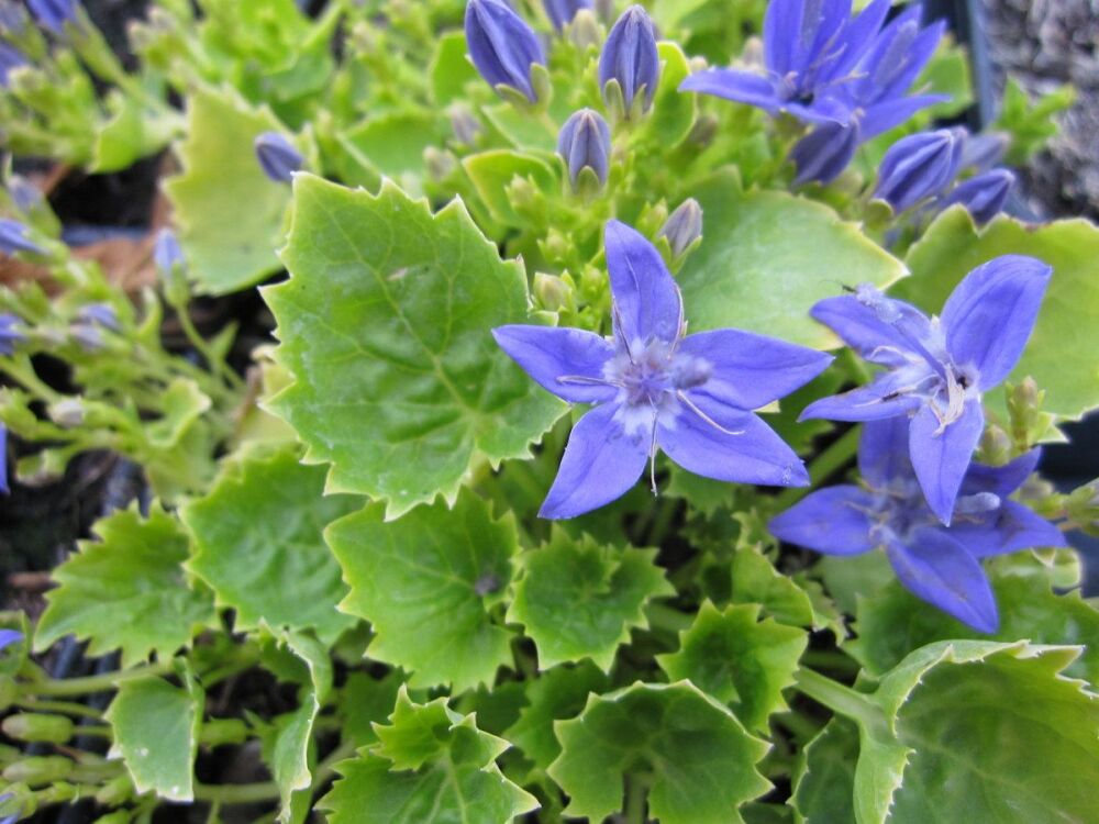 Campanula garganica Dickson's Gold - 9cm pot