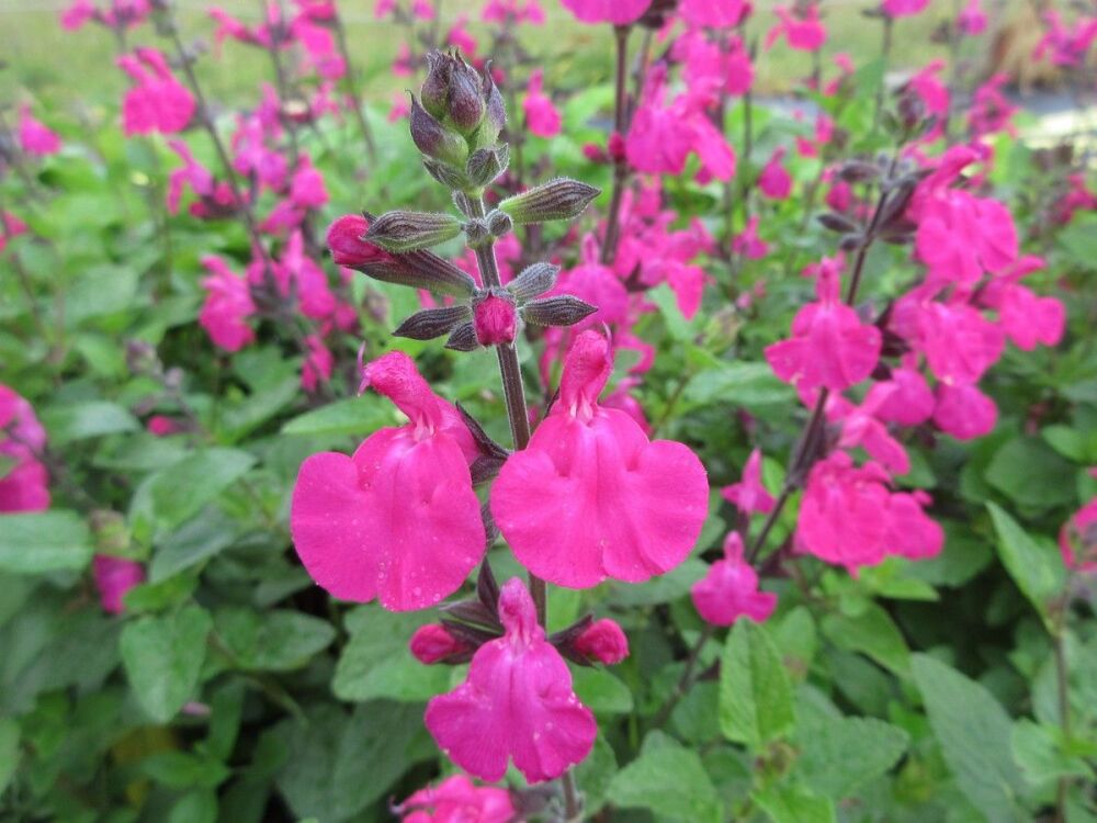 Salvia microphylla Cerro Potosi - 9cm pot
