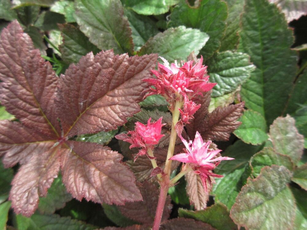 Rodgersia Bronze Peacock - 9cm pot