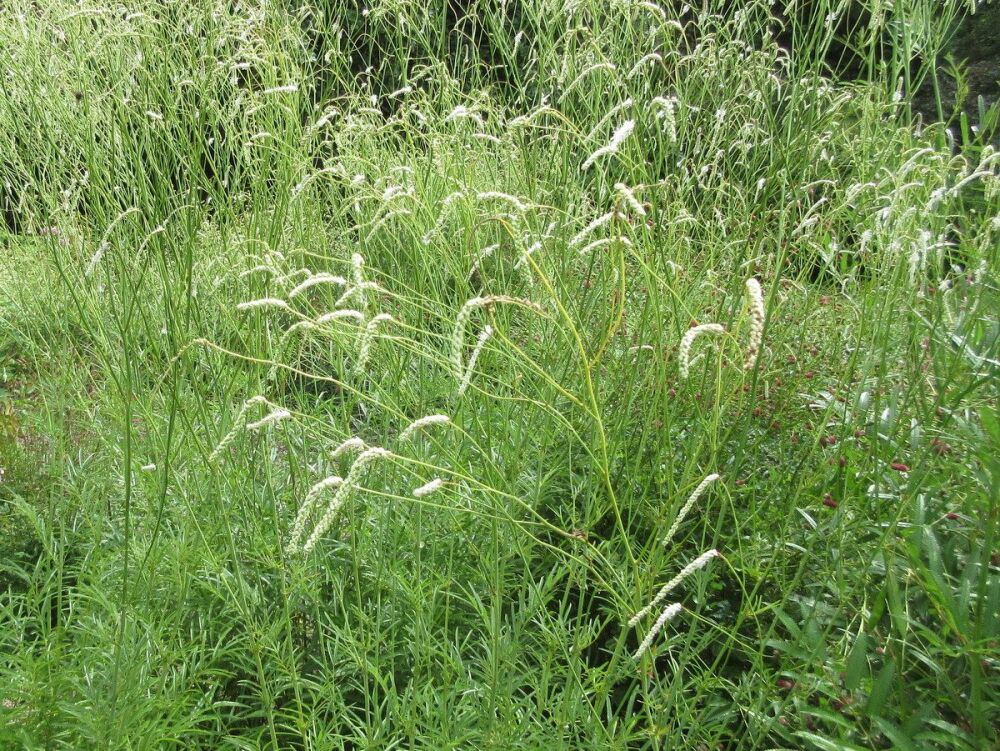 Sanguisorba All Time High - 9cm pot