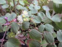 Thalictrum Ghent Ebony - 9cm pot