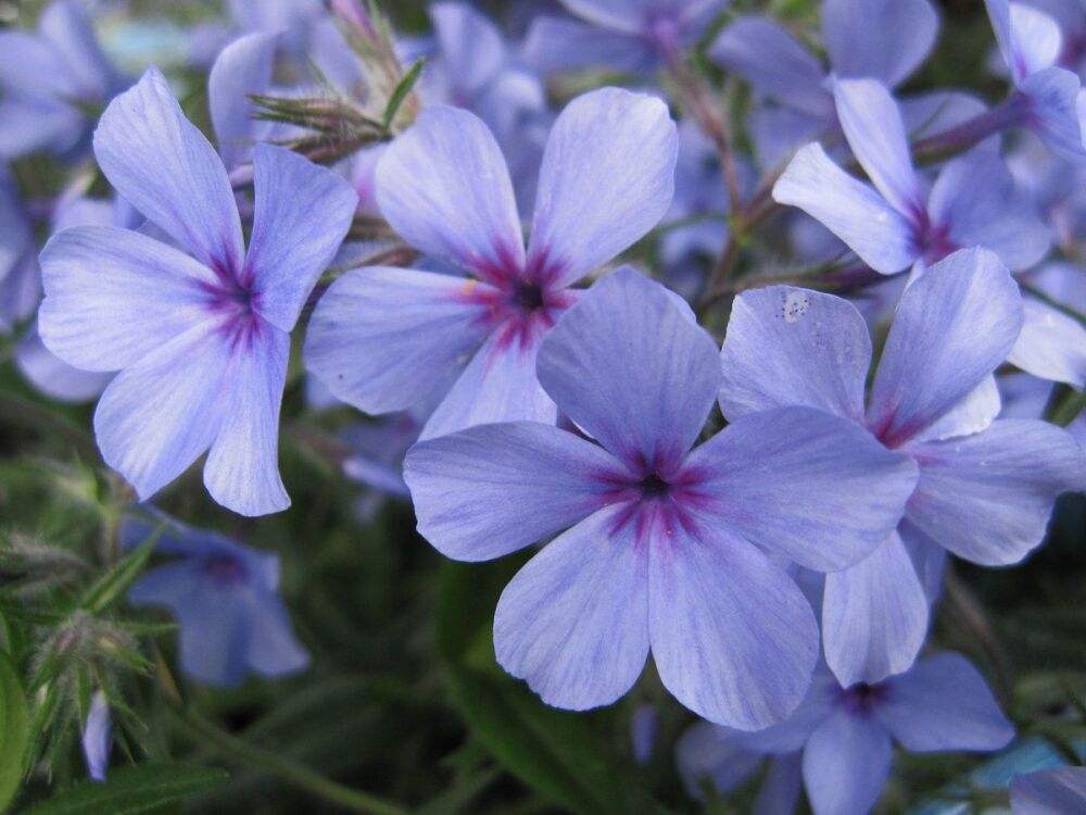 Phlox divaricata ssp. laphamii Chattahoochee - 9cm pot