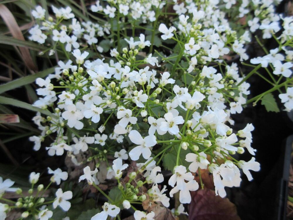 Pachyphragma macrophyllum - 9cm pot