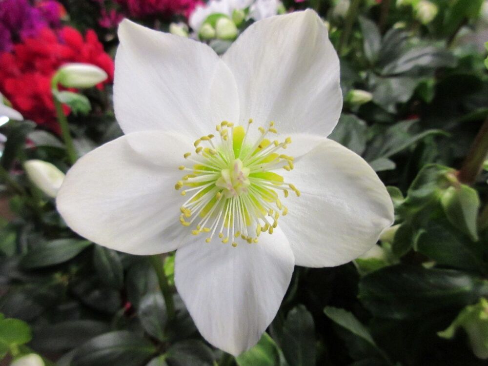 Helleborus niger Christmas Carol - 2 litre pot