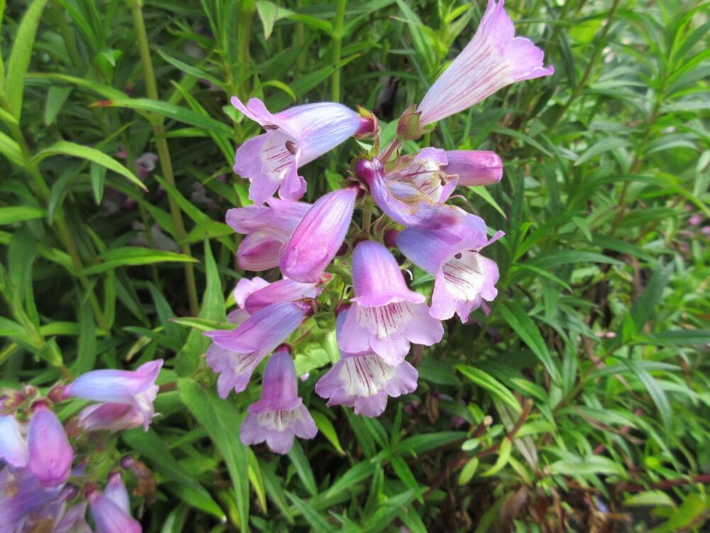 Penstemon Sour Grapes - 2 litre pot