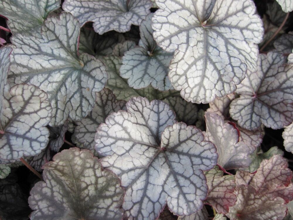 Heuchera Silver Scrolls - 9cm pot