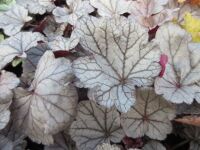 Heuchera Silverberry (Indian Summer Series) - 9cm pot