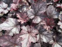 Heuchera Mulberry (Indian Summer Series) - 9cm pot