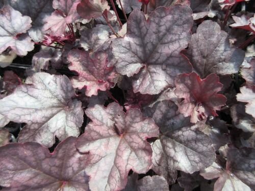 Heuchera Mulberry (Indian Summer Series) - 9cm pot