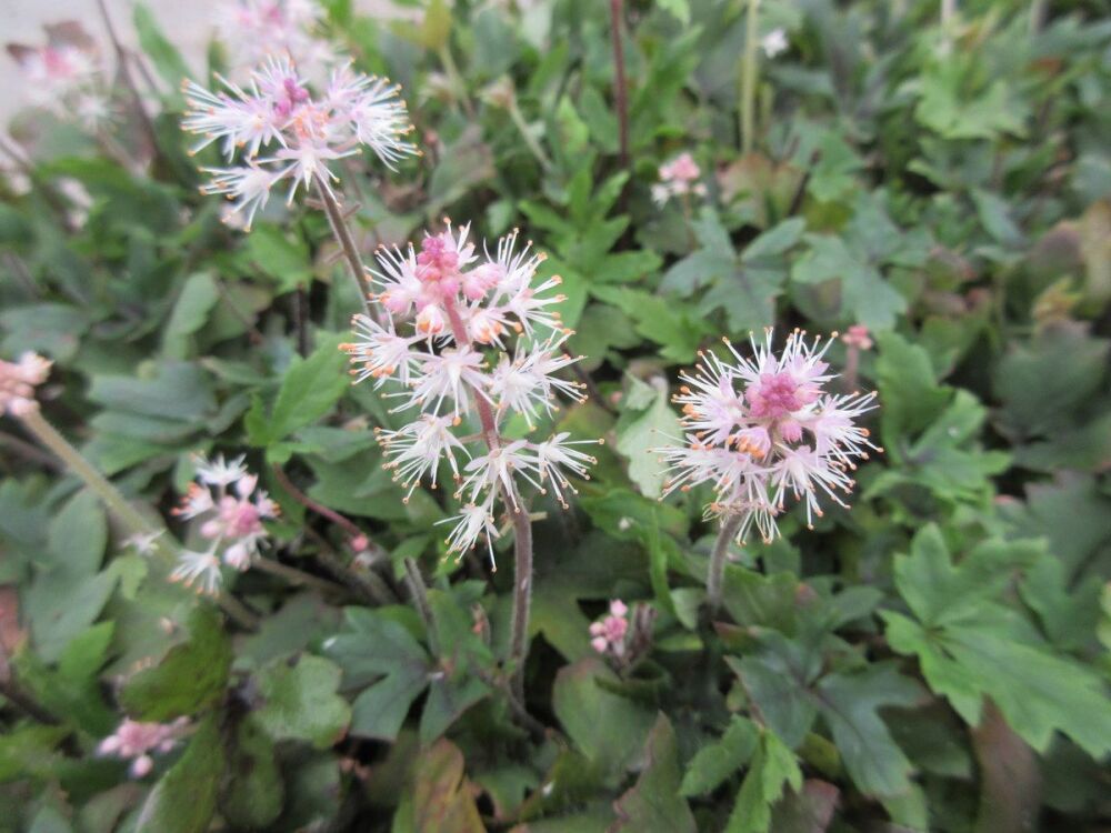 Tiarella Raspberry Sundae (Fox Series) - 9cm pot