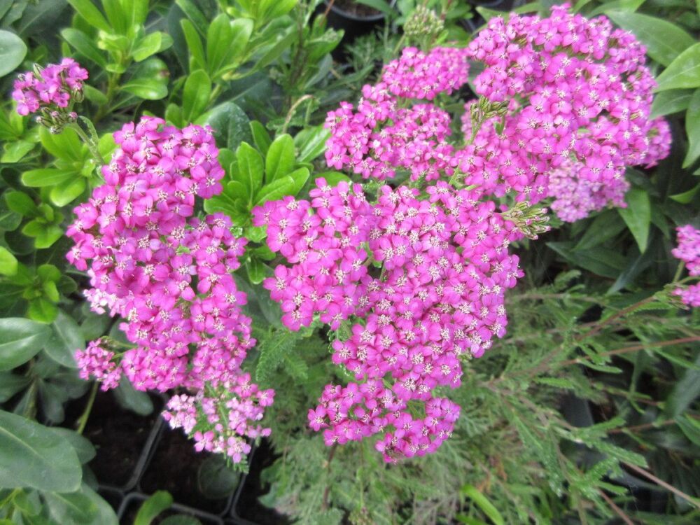 Achillea millefolium Lilac Beauty - 2 litre pot
