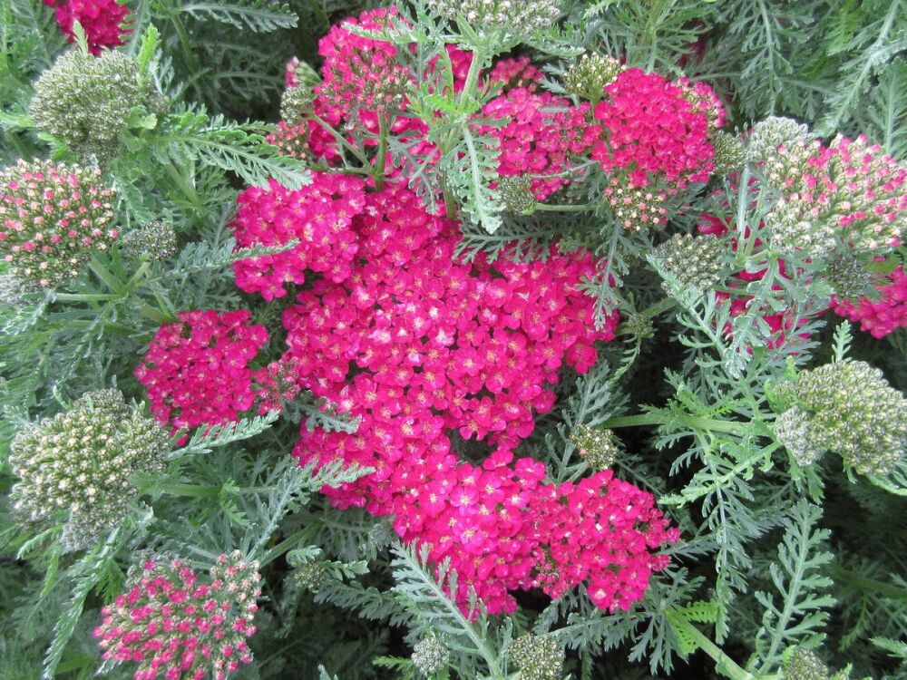 Achillea millefolium Pomegranate (Tutti Frutti Series) - 9cm pot