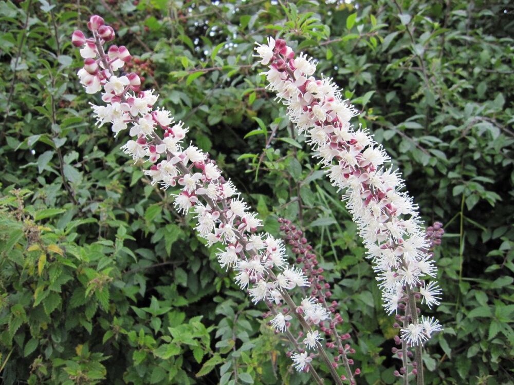Actaea simplex Atropurpurea Group - 9cm pot