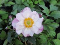 Anemone Royal Candy - 2 litre pot