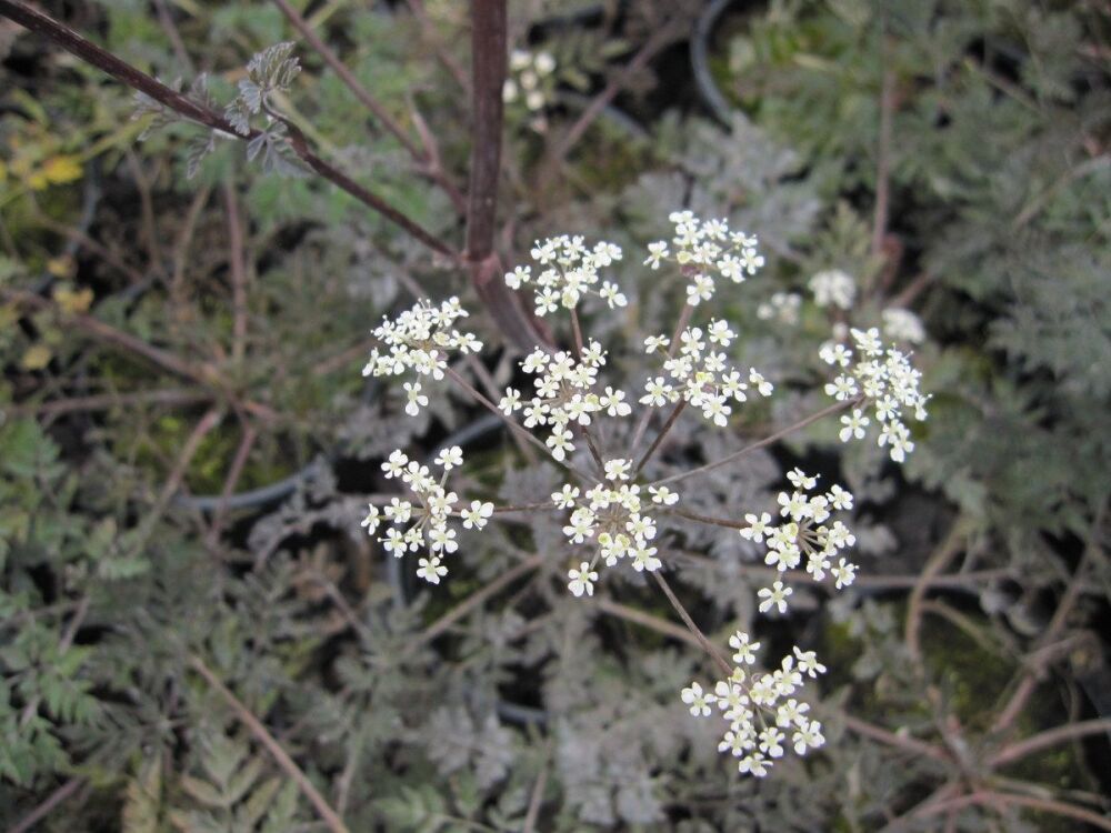 Anthriscus sylvestris Ravenswing - 9cm pot