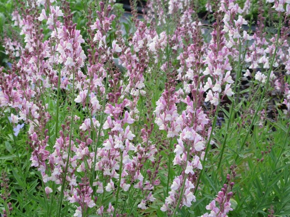 Linaria Dial Park - 2 litre pot