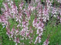 Linaria Dial Park - 2 litre pot
