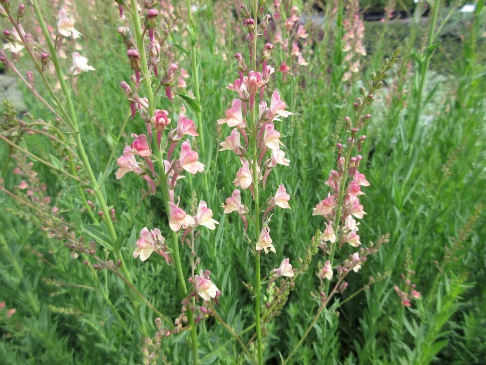 Linaria Peachy - 2 litre pot