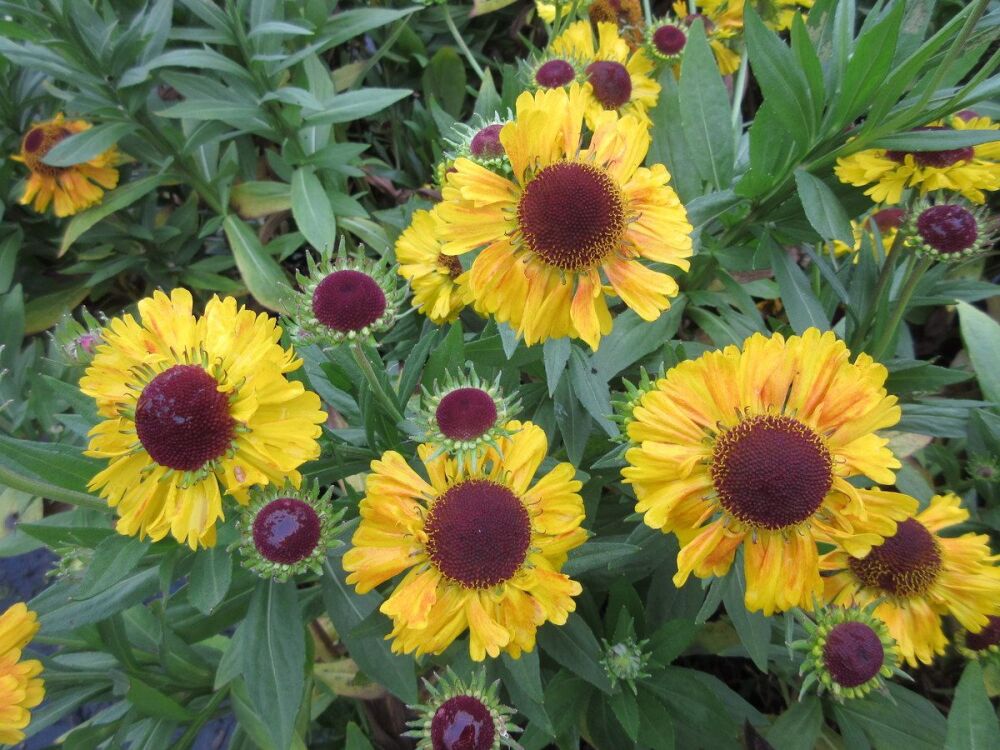 Helenium Mardi Gras - 2 litre pot