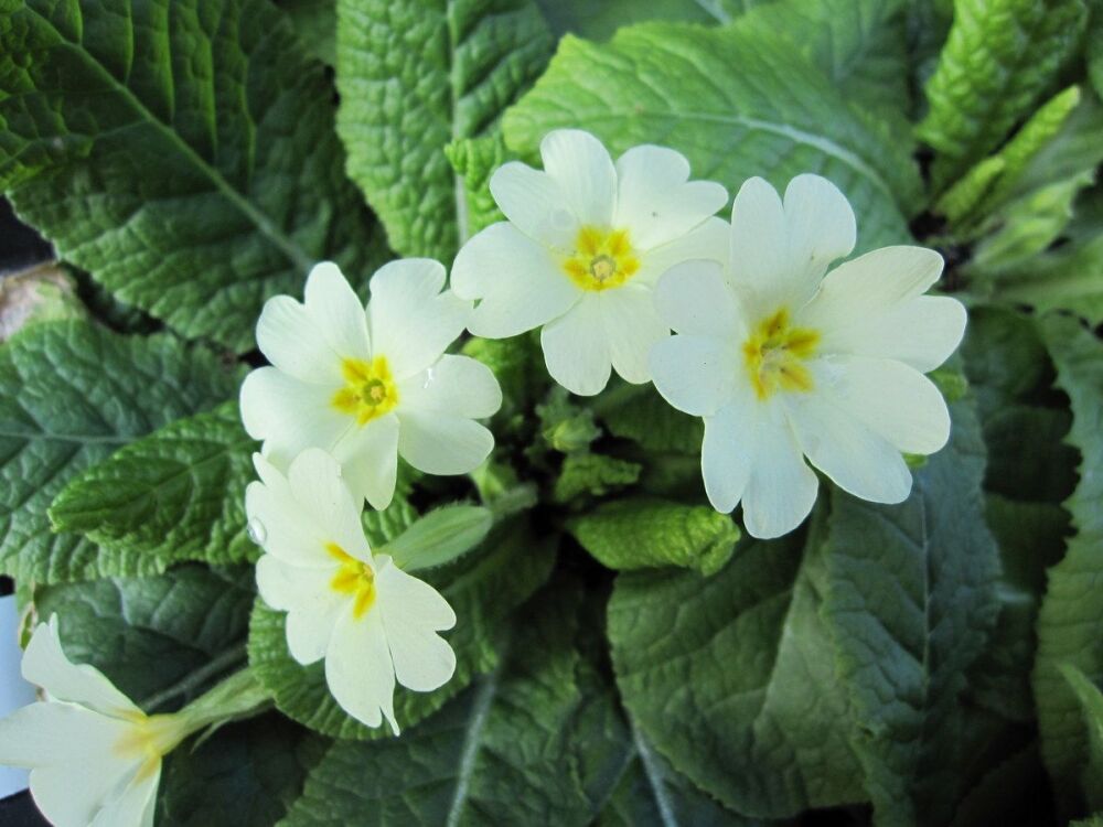 Primula vulgaris - 9cm pot