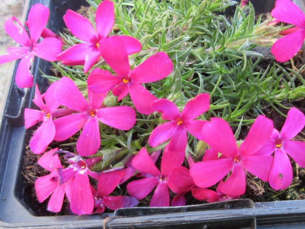 Phlox douglasii Ochsenblut - 9cm pot