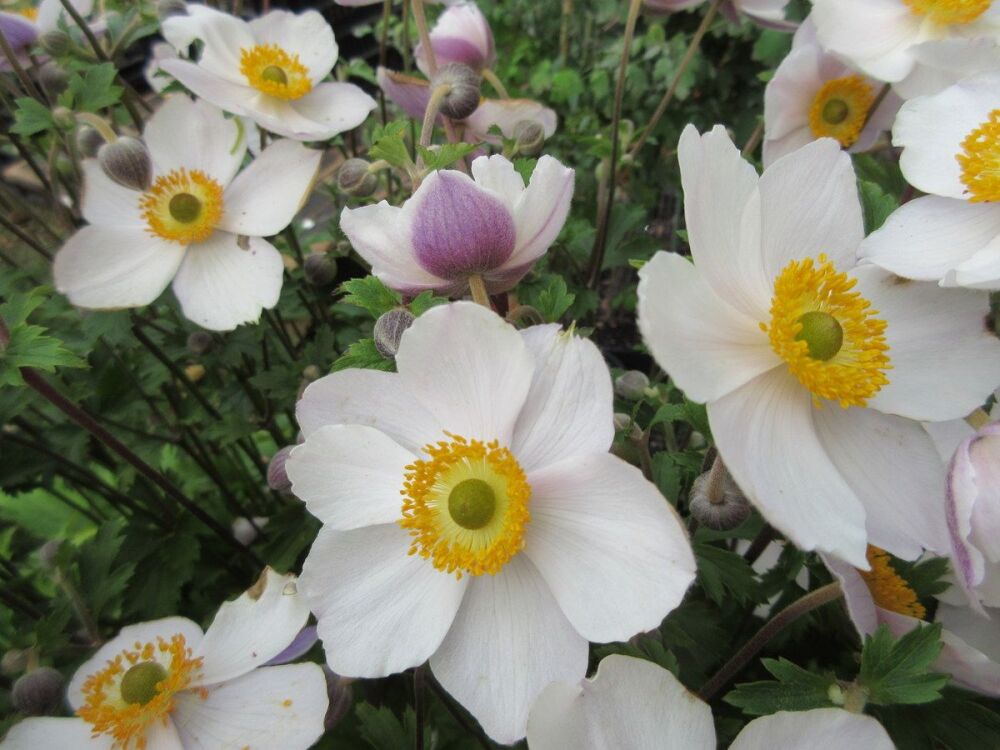 Anemone Elfin Swan - 9cm pot